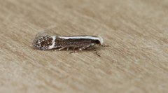 Aroga paraplutella
