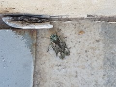 Poiocerinae