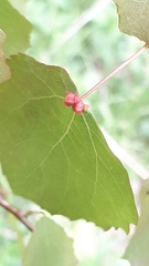 Eriophyes diversipunctatus