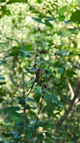 Joro Spider