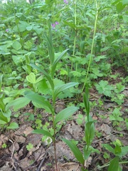 Polygonatum humile