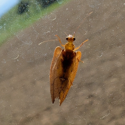 hook-winged lacewing