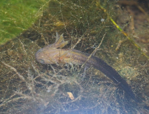 Chiang Mai Crocodile Newt