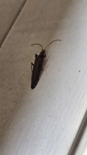 Oedemera femoralis