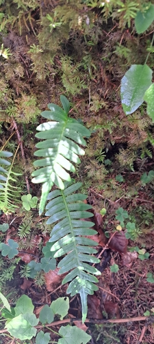 common polypody