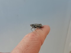 Poiocerinae