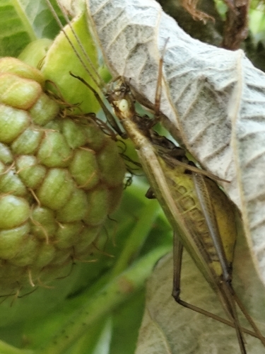 Oecanthus longicauda