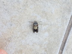 Poiocerinae