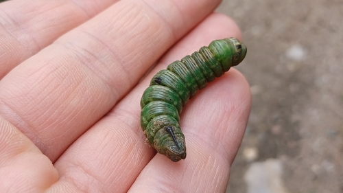 Pine Hawkmoth