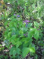 Lathyrus vernus