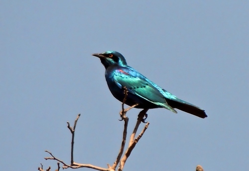 Miombo Blue-eared Starling