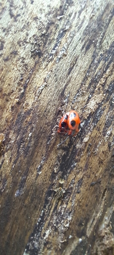 False Ladybird