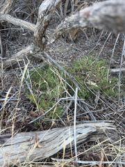 (c) klicklo, some rights reserved (CC BY) Galium andrewsii, photograph (c) klicklo, some rights reserved (CC BY)