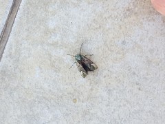 Poiocerinae
