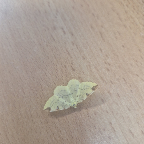 Brimstone Moth