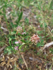 Trifolium resupinatum