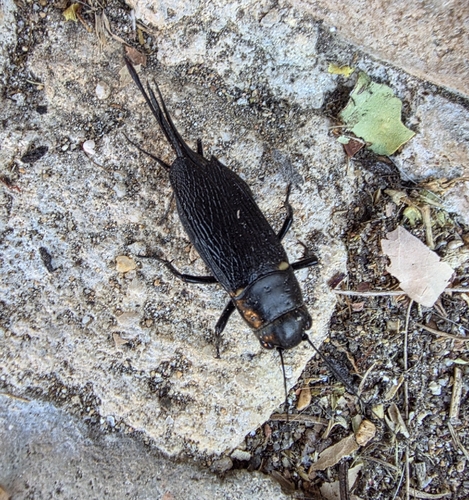 Southern Field Cricket