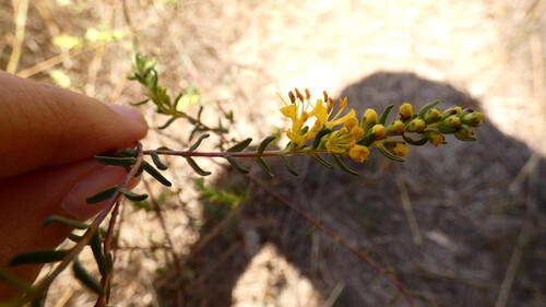 Yellow Odontites