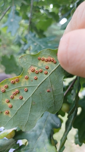 Silk-Button Spangle Gall Wasp