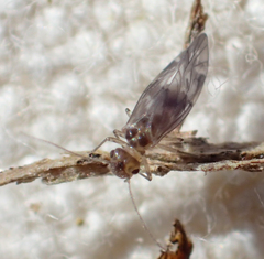 Peripsocus subfasciatus