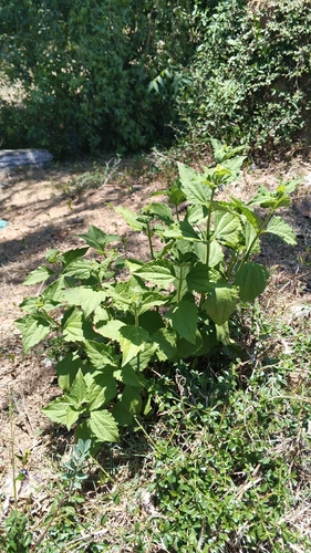 Siam weed