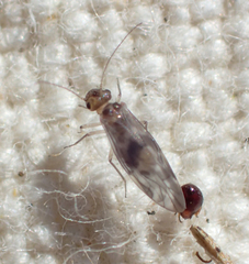 Peripsocus subfasciatus