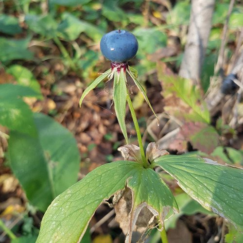 Paris quadrifolia, photograph 6