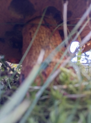 Lurid Bolete