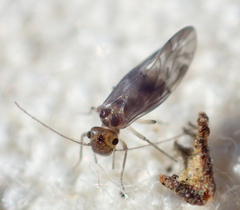 Peripsocus subfasciatus