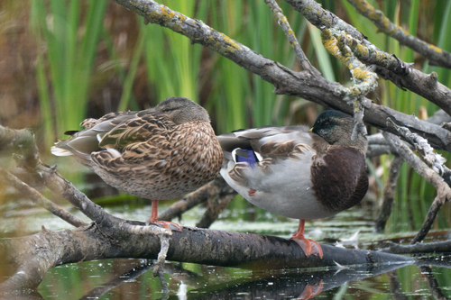 Mallard