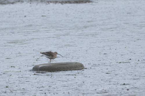 Eurasian Curlew