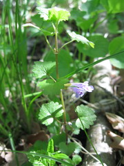 Glechoma hederacea