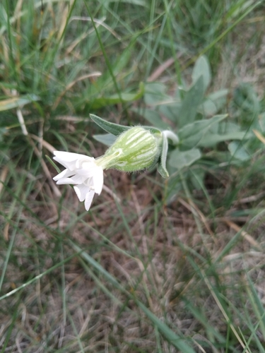 white campion