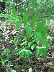 Polygonatum multiflorum