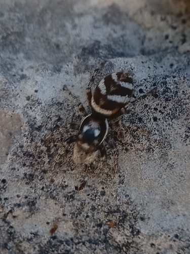 Zebra Jumping Spider