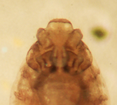 Peripsocus subfasciatus
