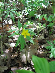 Anemonoides ranunculoides