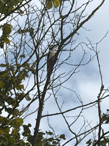 Great Spotted Woodpecker