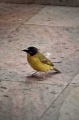 Baglafecht Weaver