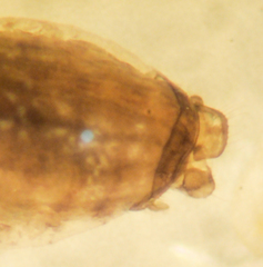 Peripsocus subfasciatus