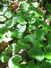 Asarum europaeum