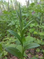 Polygonatum humile