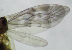 Peripsocus subfasciatus