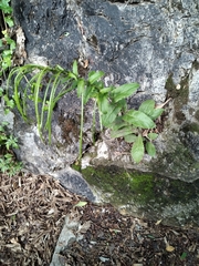 Pseudoturritis turrita