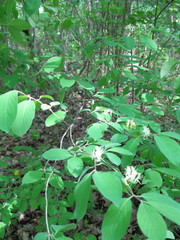 Lonicera xylosteum