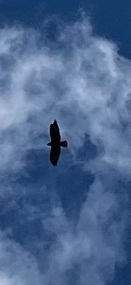 Common Buzzard