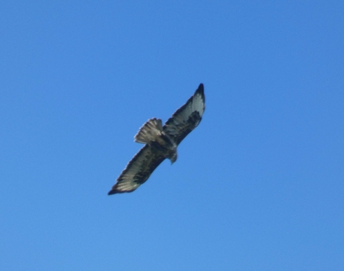 Common Buzzard