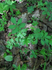 Agrimonia pilosa