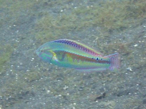 Halichoeres hartzfeldii observed 2026-09-12