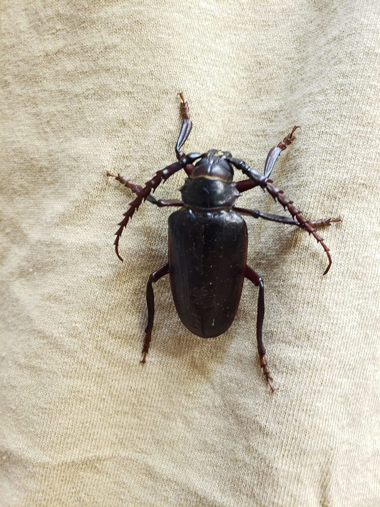 California Root Borer Beetle from Boise County, ID, USA on August 03 ...